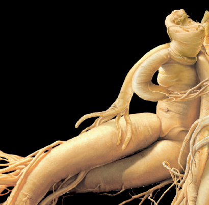 Ginseng IL HWA