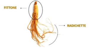 ginseng