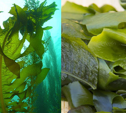 alga wakame
