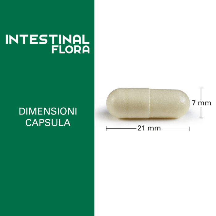 Intestinal Flora_dimensioni