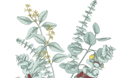 herbs